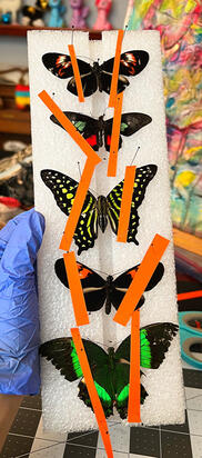 Exotic Butterflies Exotic Butterflies