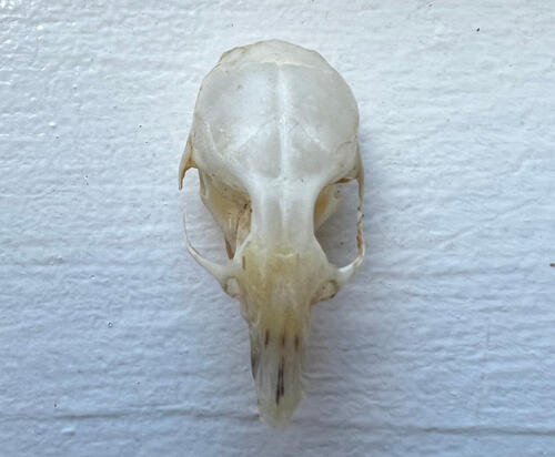 Mouse Skull Mouse Skull